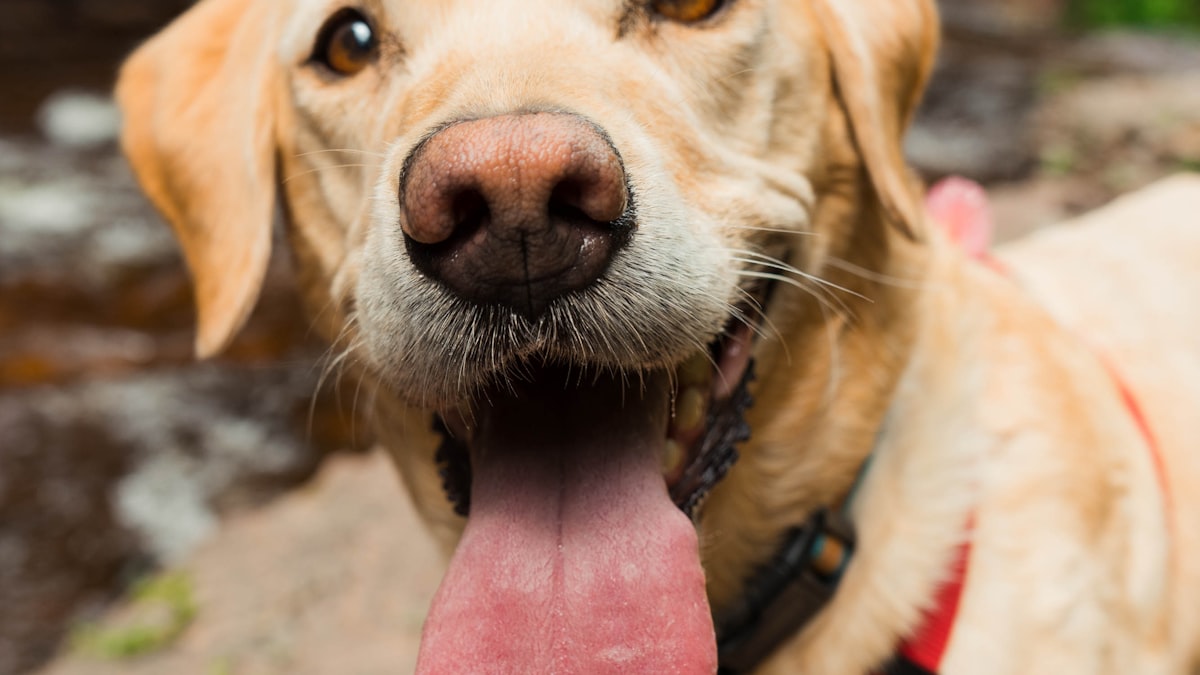 犬の体型チェック——BCSスコアで適正体重を確認する