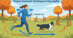 アジリティのフットワーク入門|犬の走りを邪魔しない3つの基本ステップ