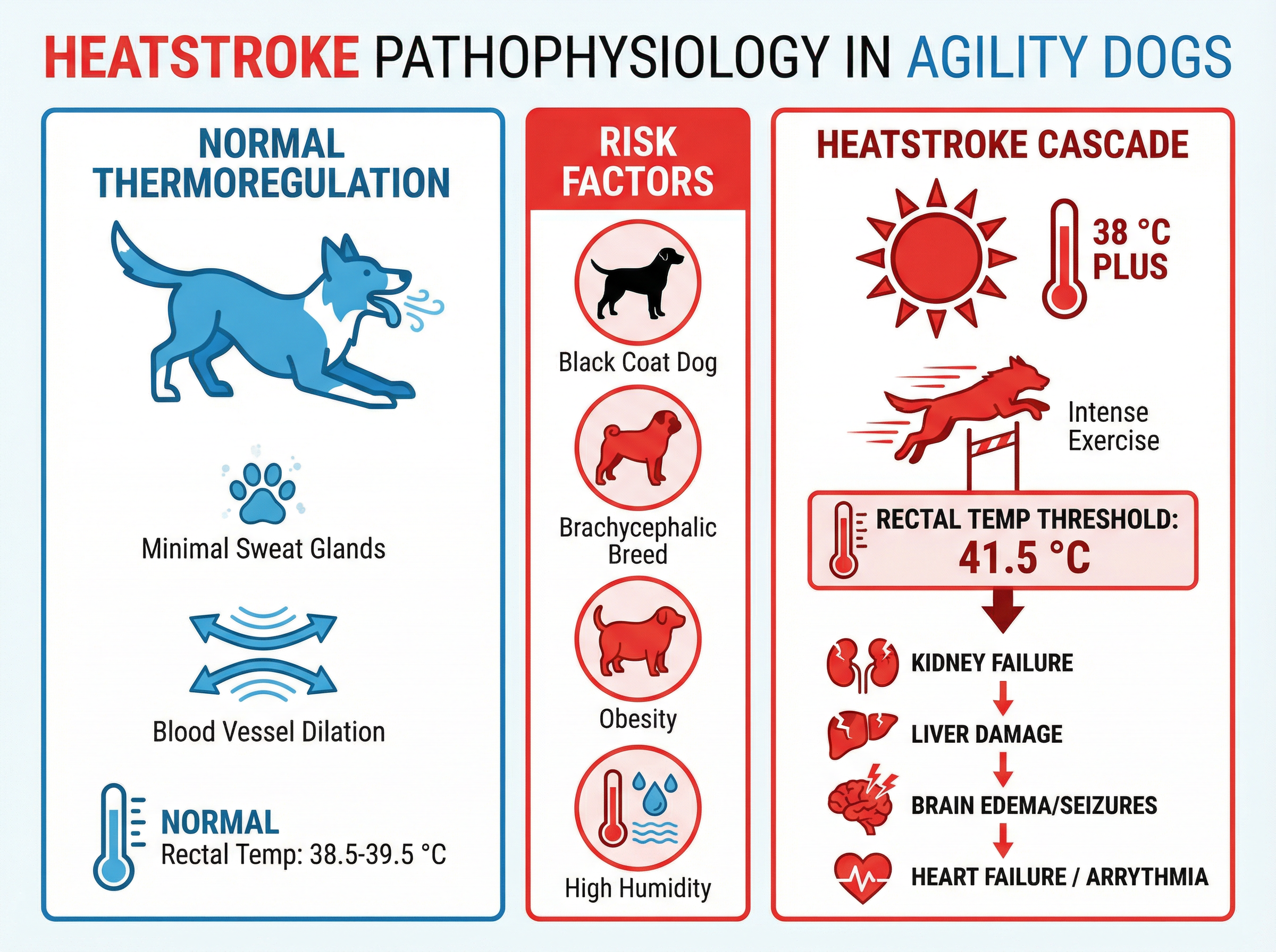 熱中症の病態生理