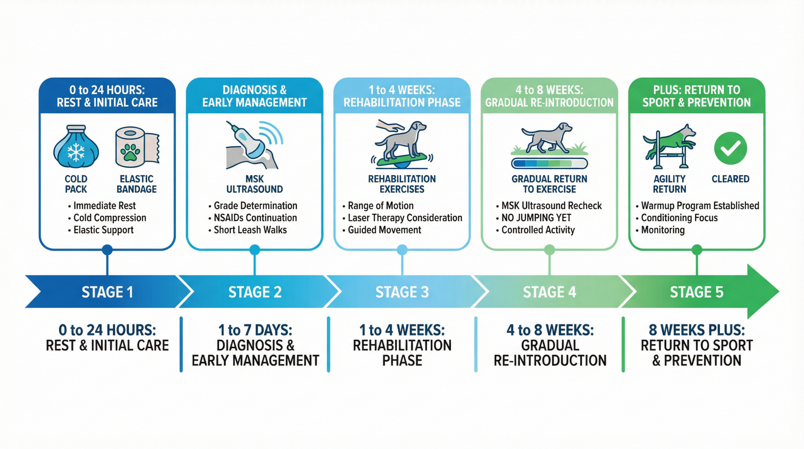 治療タイムライン（5段階・0〜8週以降）