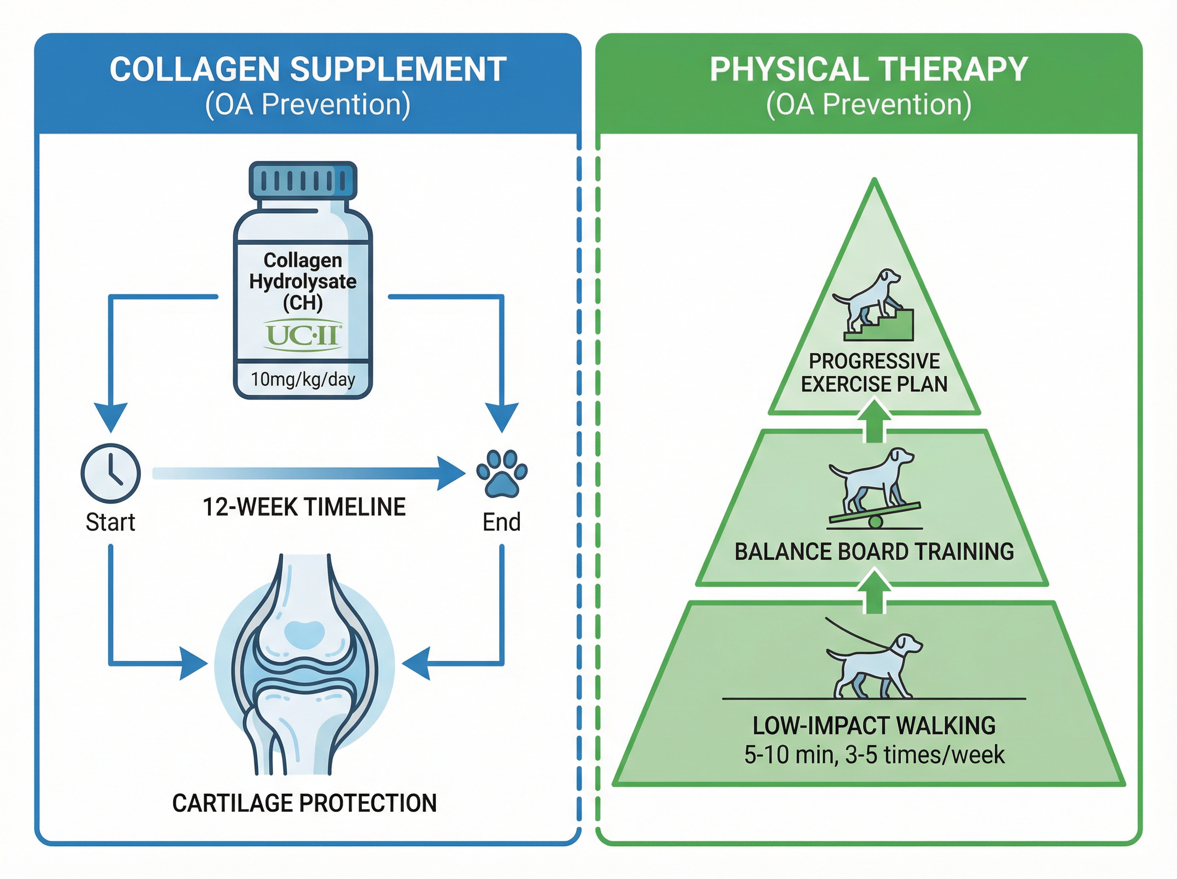治療オプション2種（コラーゲン系サプリ・理学療法ピラミッド）