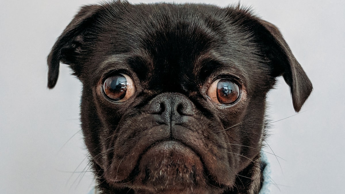 元気なシニア犬——正しいフード管理が長寿と活力を支える