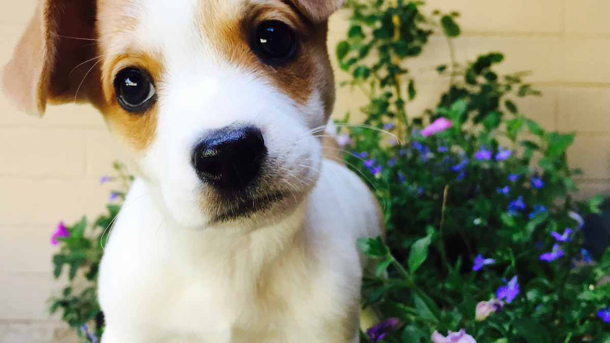 すくすく育つ子犬——パピー期の栄養が成長後の体格を決める