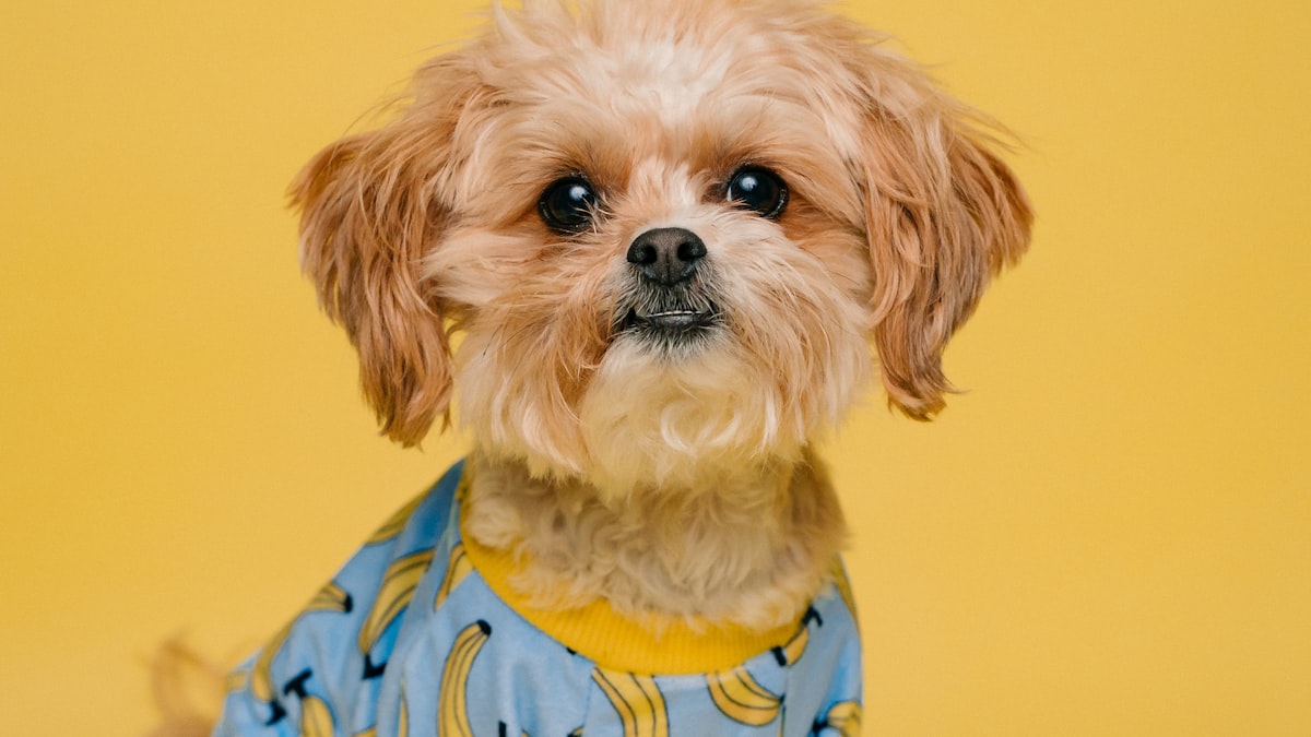 パテラ（膝蓋骨脱臼）になりやすい小型犬の例