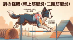 アジリティ犬の肩の怪我｜棘上筋腱炎・二頭筋腱炎の原因・症状・治療法