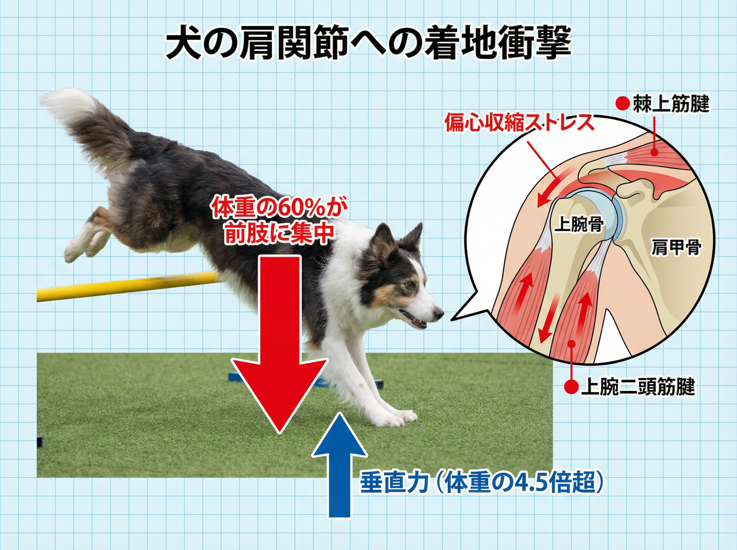 着地衝撃と肩関節への力学的負荷