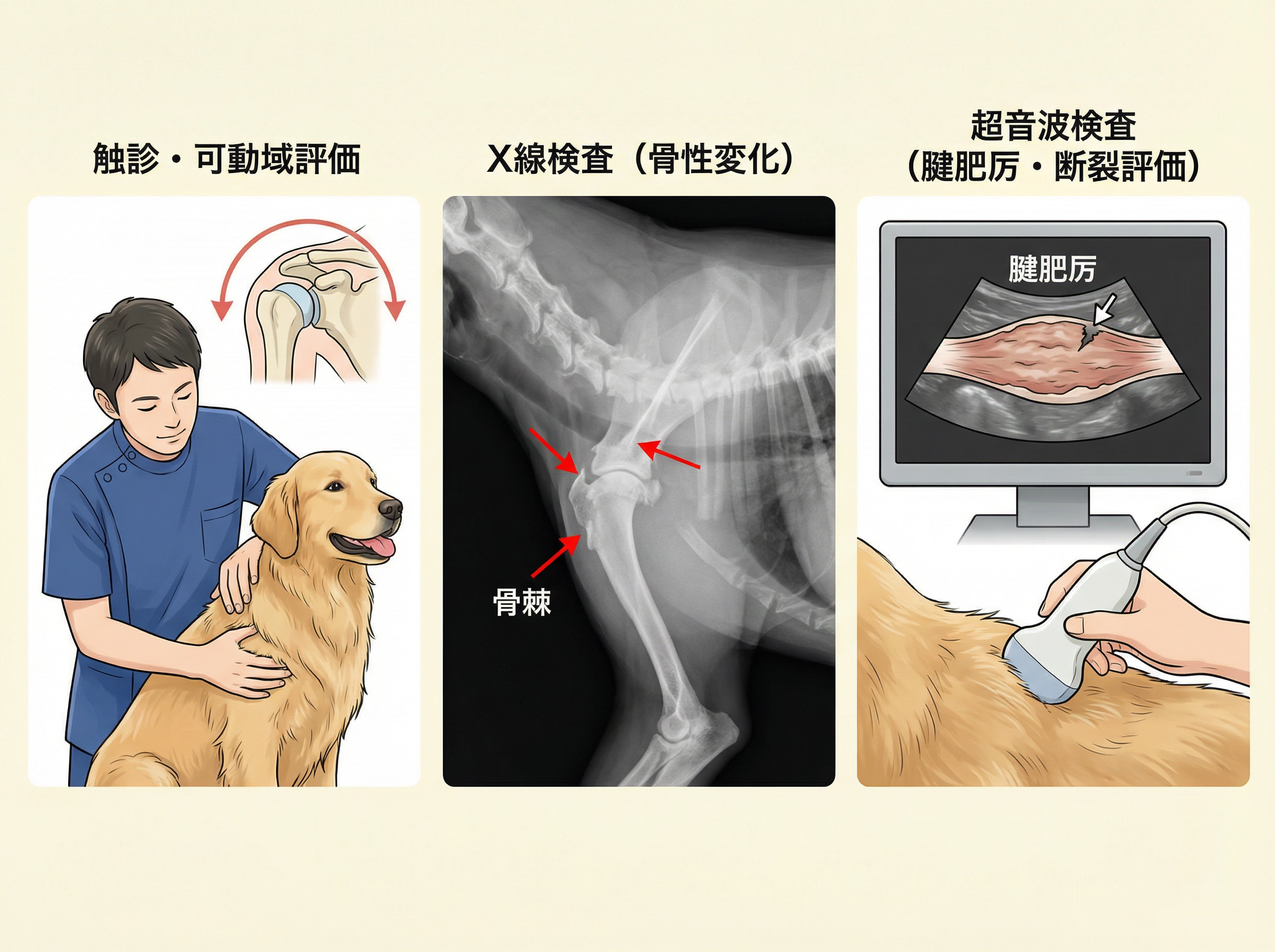 獣医師による診断方法：触診・X線・超音波
