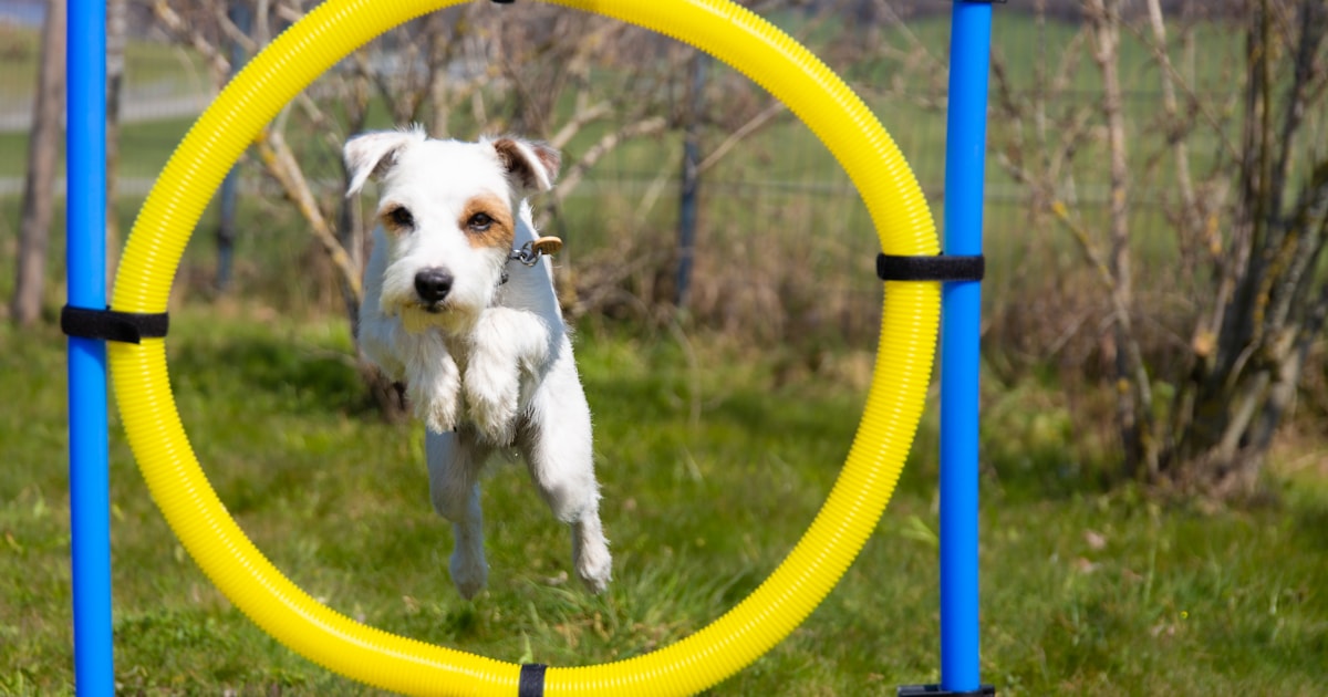 アジリティ競技のスラロームバーを通る犬