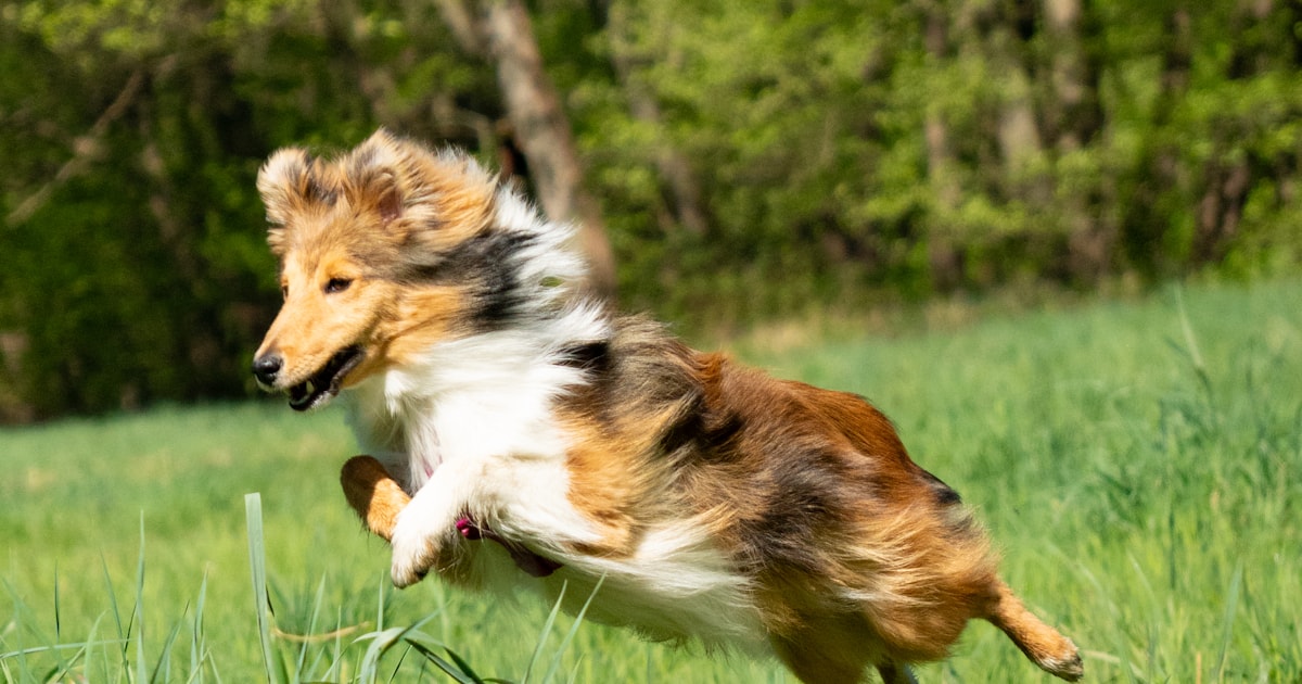 草むらをジャンプするボーダーコリー