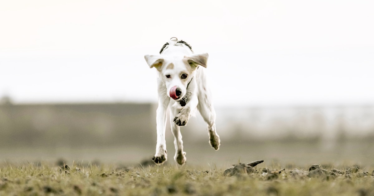 野原を元気よく走る白い犬のコンディショニング