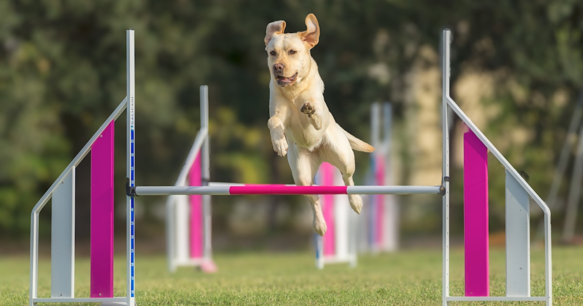 黄色いラブラドールがアジリティバーを飛び越える