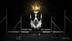 ドッグアジリティの逆走路トラップ攻略｜ラインコントロール3つの鍵