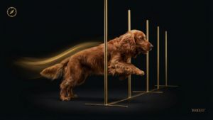 ワーキングコッカースパニエルのアジリティトレーニング完全ガイド｜繊細な犬との信頼構築法