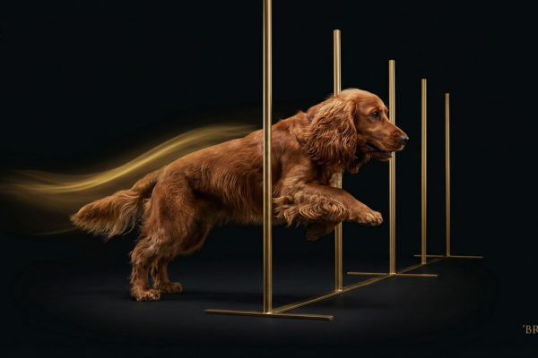 ワーキングコッカースパニエルのアジリティトレーニング完全ガイド｜繊細な犬との信頼構築法