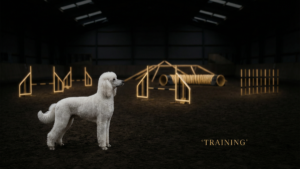 犬の年齢別アジリティトレーニング完全ガイド｜パピー・成犬・シニアの最適な練習法