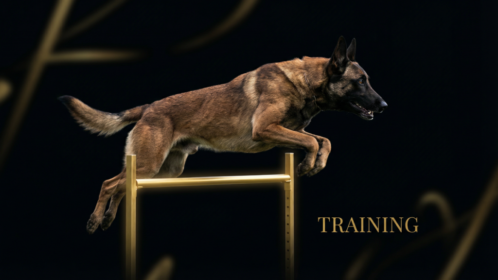 ドッグアジリティの屋外・屋内トレーニング完全比較｜天候別の対策と練習法