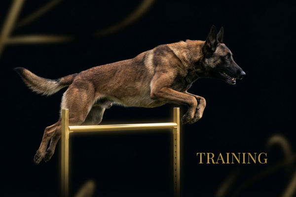 ドッグアジリティの屋外・屋内トレーニング完全比較｜天候別の対策と練習法