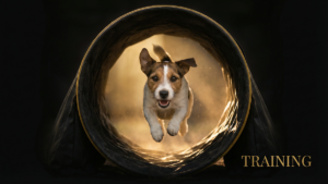 アジリティ犬の食事と体重管理ガイド｜パフォーマンスを最大化する栄養戦略