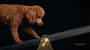 ドッグアジリティのメンタルトレーニング5つの実践法｜犬とハンドラーの心の準備