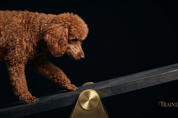 ドッグアジリティのメンタルトレーニング5つの実践法｜犬とハンドラーの心の準備