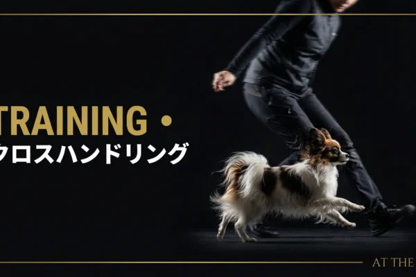 ドッグアジリティの歴史と進化｜1978年の誕生から日本の現状まで