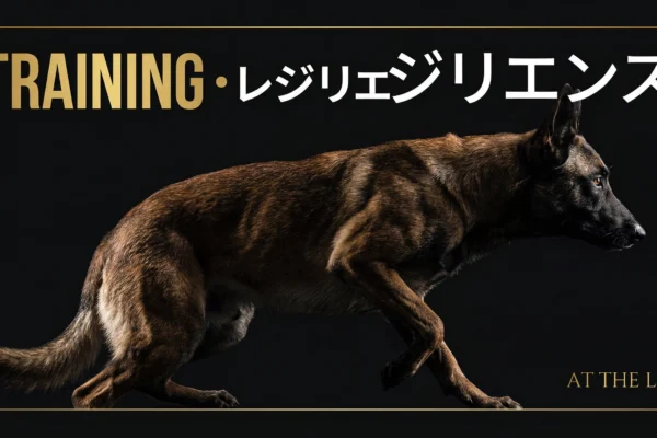 世界のトップハンドラーに学ぶドッグアジリティ成功の秘訣3つ