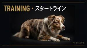 多頭飼いのドッグアジリティ｜複数の犬を同時に訓練する3つの戦略