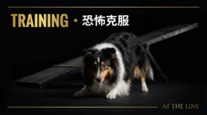 シニア犬のアジリティ継続ガイド｜年齢に応じた5つの調整法