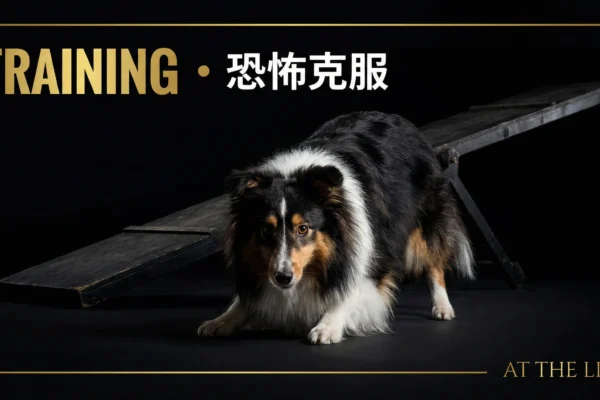 シニア犬のアジリティ継続ガイド｜年齢に応じた5つの調整法