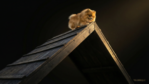 小型犬のドッグアジリティ｜体格差を武器にするハンドリング術