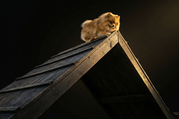 小型犬のドッグアジリティ｜体格差を武器にするハンドリング術