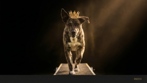 ミックス犬でもアジリティはできる！個性を活かすトレーニング法