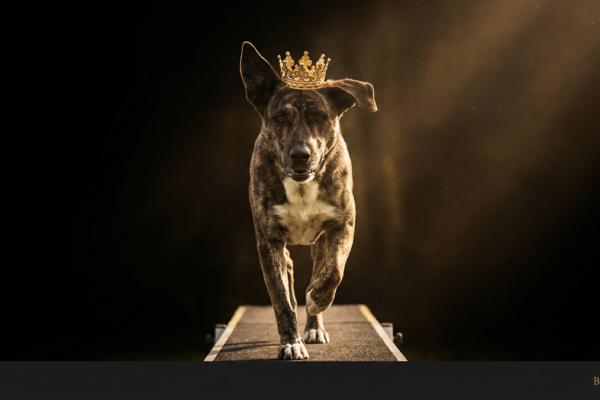 ミックス犬でもアジリティはできる！個性を活かすトレーニング法