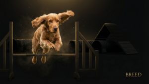 ワーキングコッカースパニエルのアジリティ適性｜歴史・遺伝・飼育の全知識