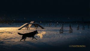 冬のドッグアジリティ完全ガイド｜寒さ対策と安全トレーニング法