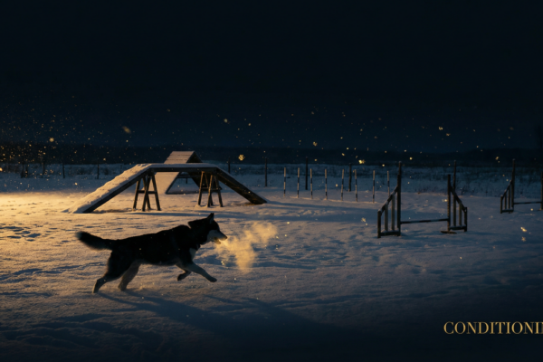 冬のドッグアジリティ完全ガイド｜寒さ対策と安全トレーニング法