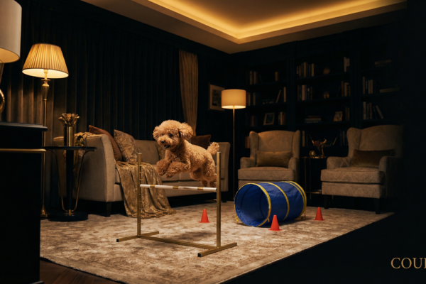 室内ドッグアジリティ入門｜自宅でできる基礎トレーニング＆DIY器具