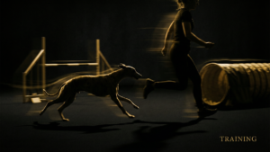 スピード犬のアジリティハンドリング＆コース戦略｜5つの高度テクニック