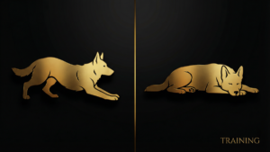 アジリティ減速トレーニング5技術｜スピード犬制御法