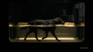 アジリティの本当の成功とは｜愛犬との信頼関係を守るハンドラーの心得