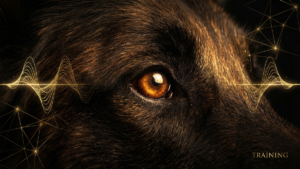 アジリティの伸び悩み解消｜壁を壊す5つの具体的トレーニング処方箋