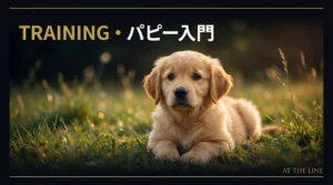 パピーアジリティの始め方｜月齢別トレーニング完全版