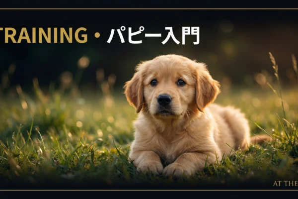 パピーアジリティの始め方｜月齢別トレーニング完全版