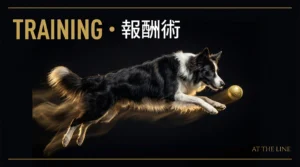 アジリティの報酬術｜タグとボールを最強のご褒美に変える5つの技術