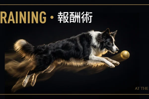 アジリティの報酬術｜タグとボールを最強のご褒美に変える5つの技術