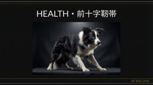 アジリティ犬の前十字靭帯損傷｜症状・予防・治療法