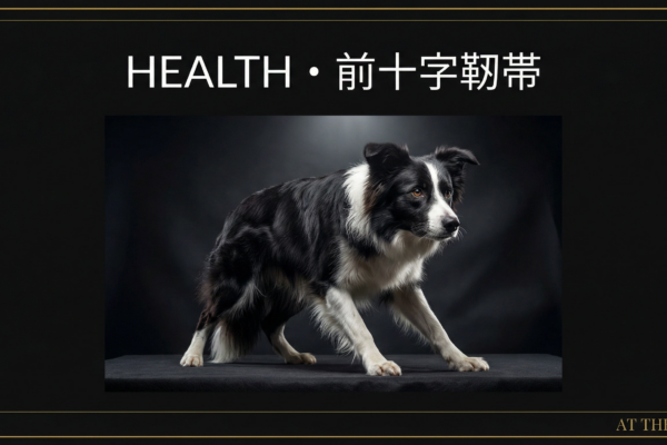 アジリティ犬の前十字靭帯損傷｜症状・予防・治療法