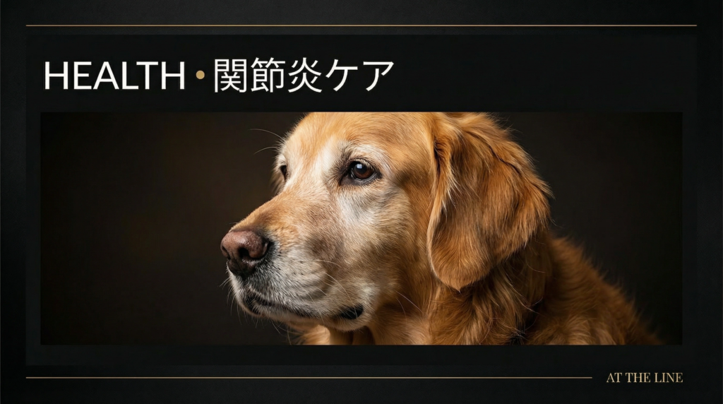 股関節形成不全のアジリティ犬｜競技継続の判断基準と管理プロトコル