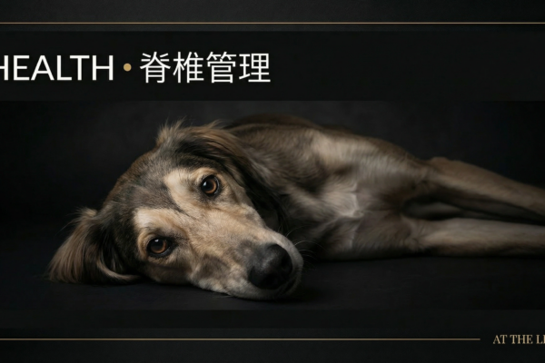 アジリティ犬の変形性脊椎症｜腰痛・骨棘の管理と競技継続プロトコル