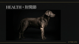 アジリティ犬の肘関節形成不全（ED）｜前肢高負荷の管理と競技復帰プロトコル